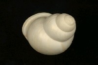 藏品(扁蝸牛)的圖片